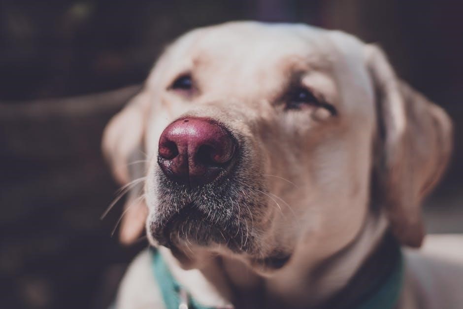 cystotomy dog guide